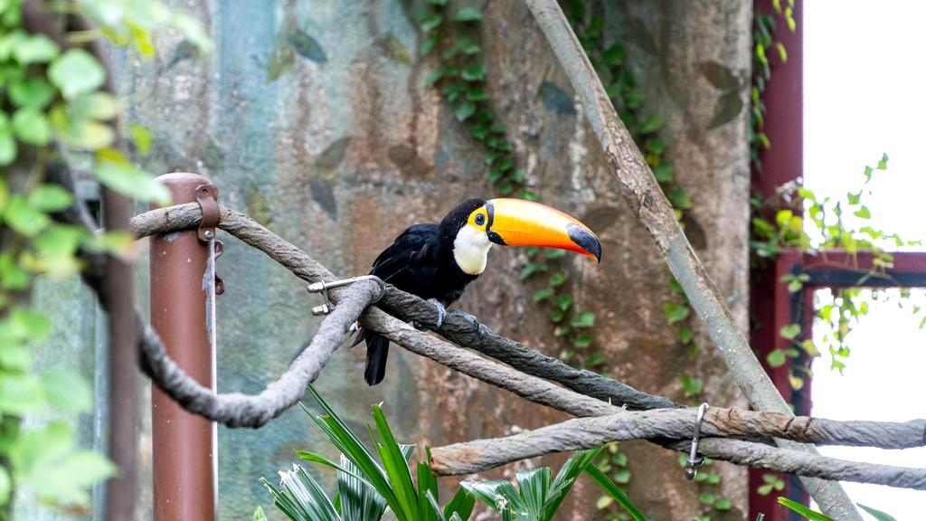 Amazon Rainforest Resources